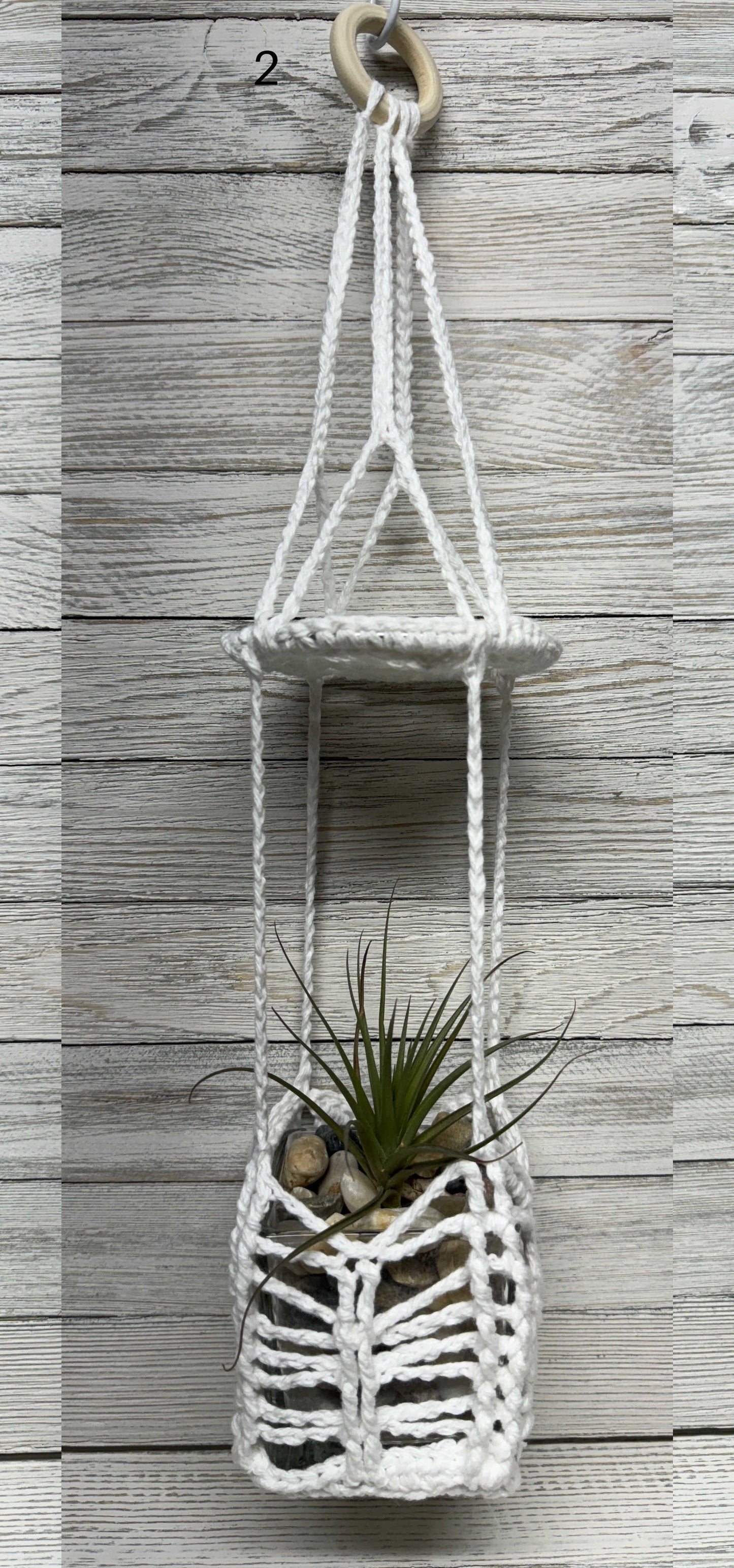 Sunburst Air Plant Hanger INCLUDING Air Plant w/White Crushed Rock