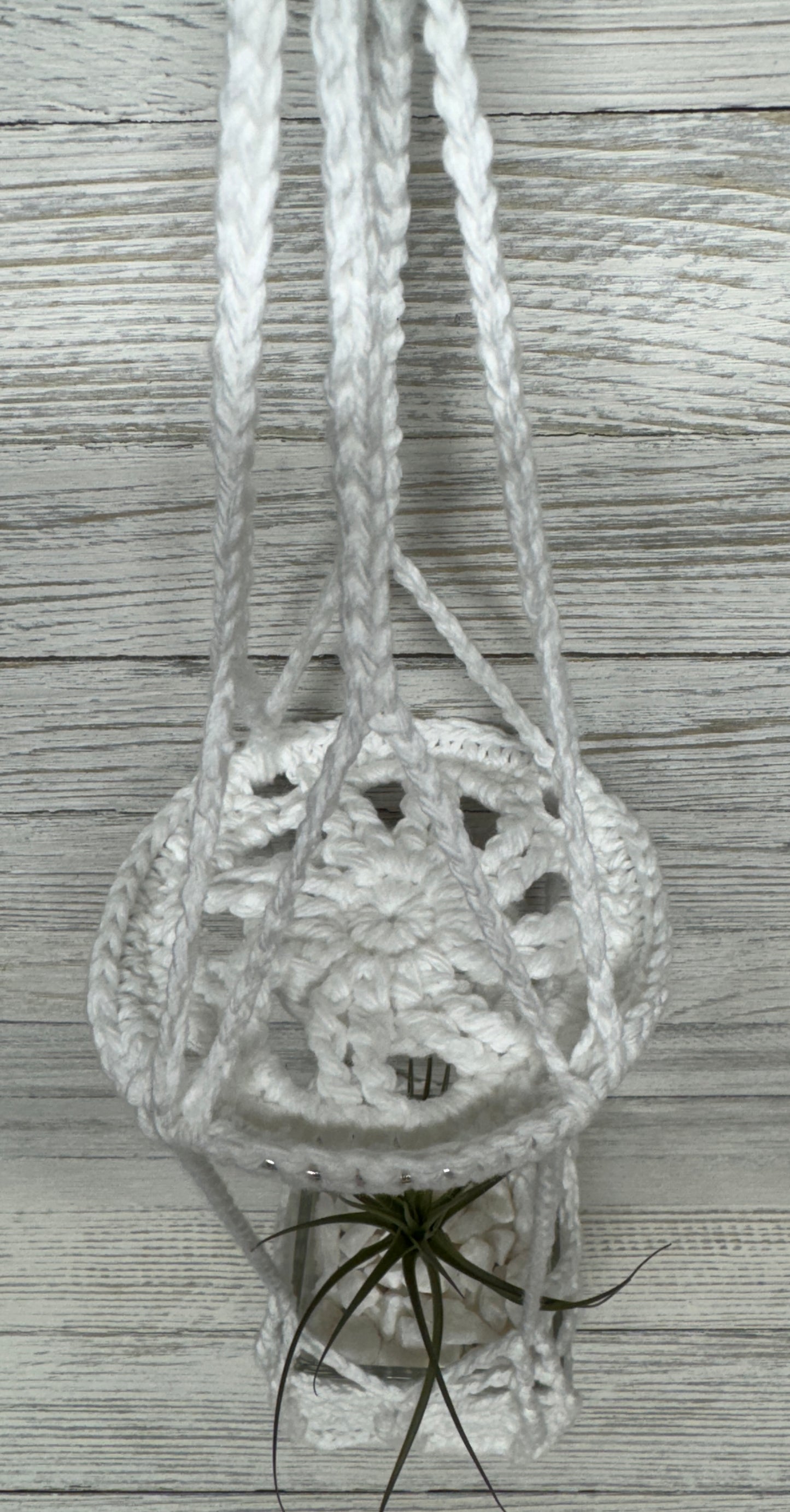 Sunburst Air Plant Hanger INCLUDING Air Plant w/White Crushed Rock